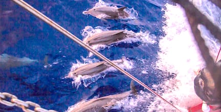 Delfines Natación Atyla Barco Navegación Naturaleza Mar Avistamiento de cetáceos Viaje de aventura Avistamiento de ballenas Reservar Vacaciones