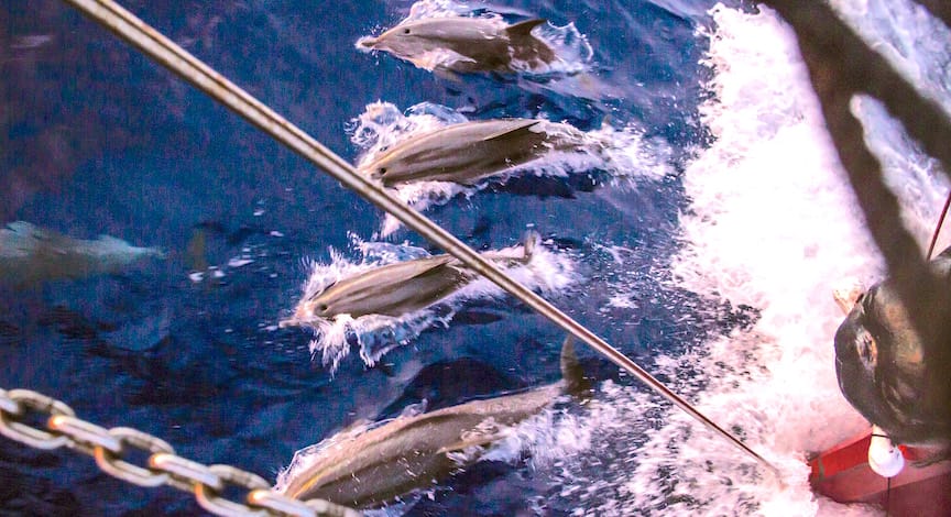 En contacte amb la natura, nedar amb dofins, mamífers marins, albirar cetacis, postes de sol, sortides de sol, veure les estrelles, pluja, temps, navegació oceànica